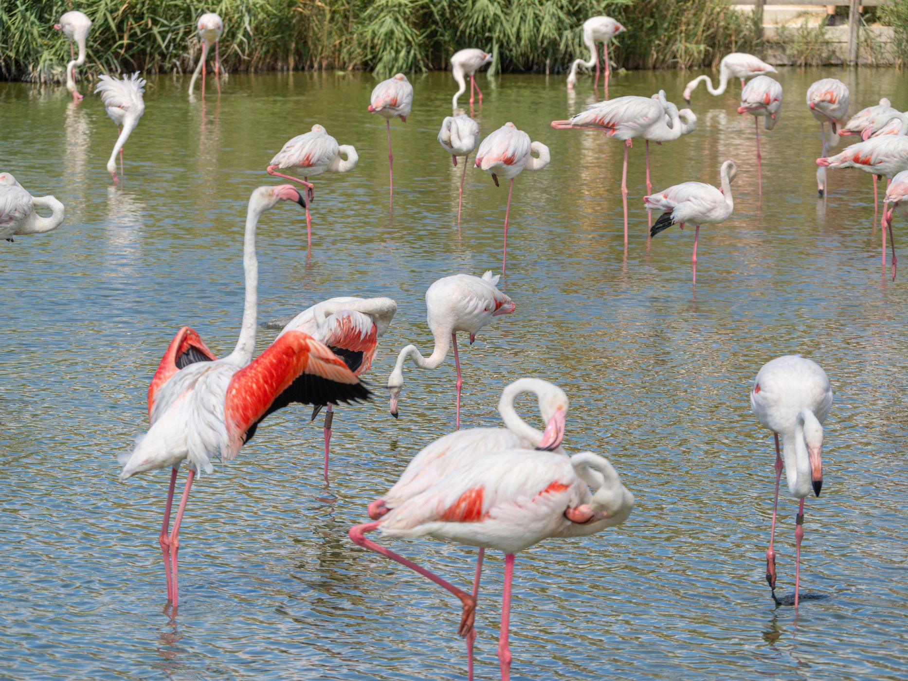Parc Ornithologique du Pont de Gau, France