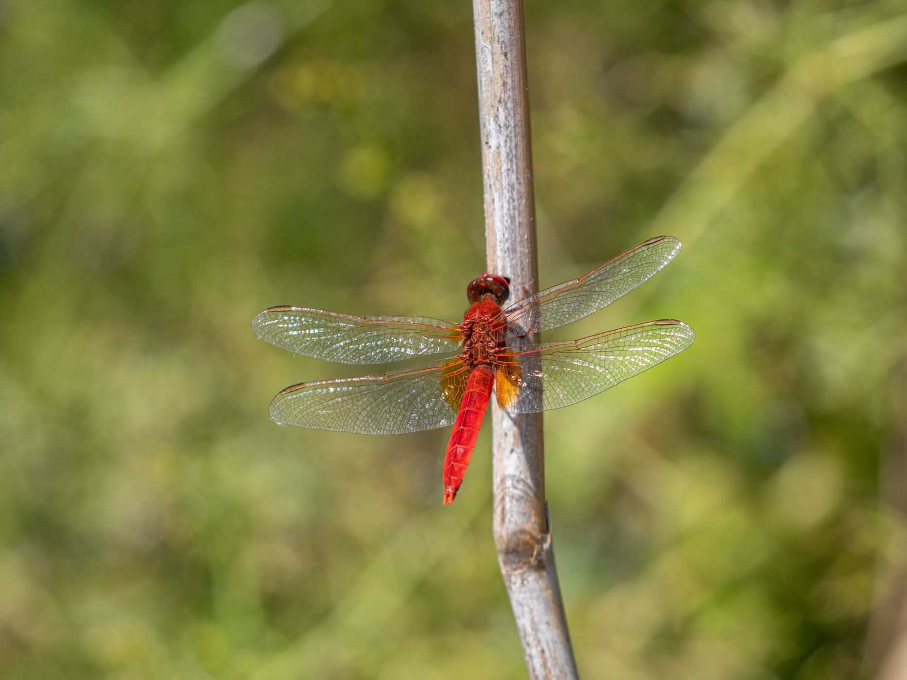 Parc Ornithologique du Pont de Gau, France