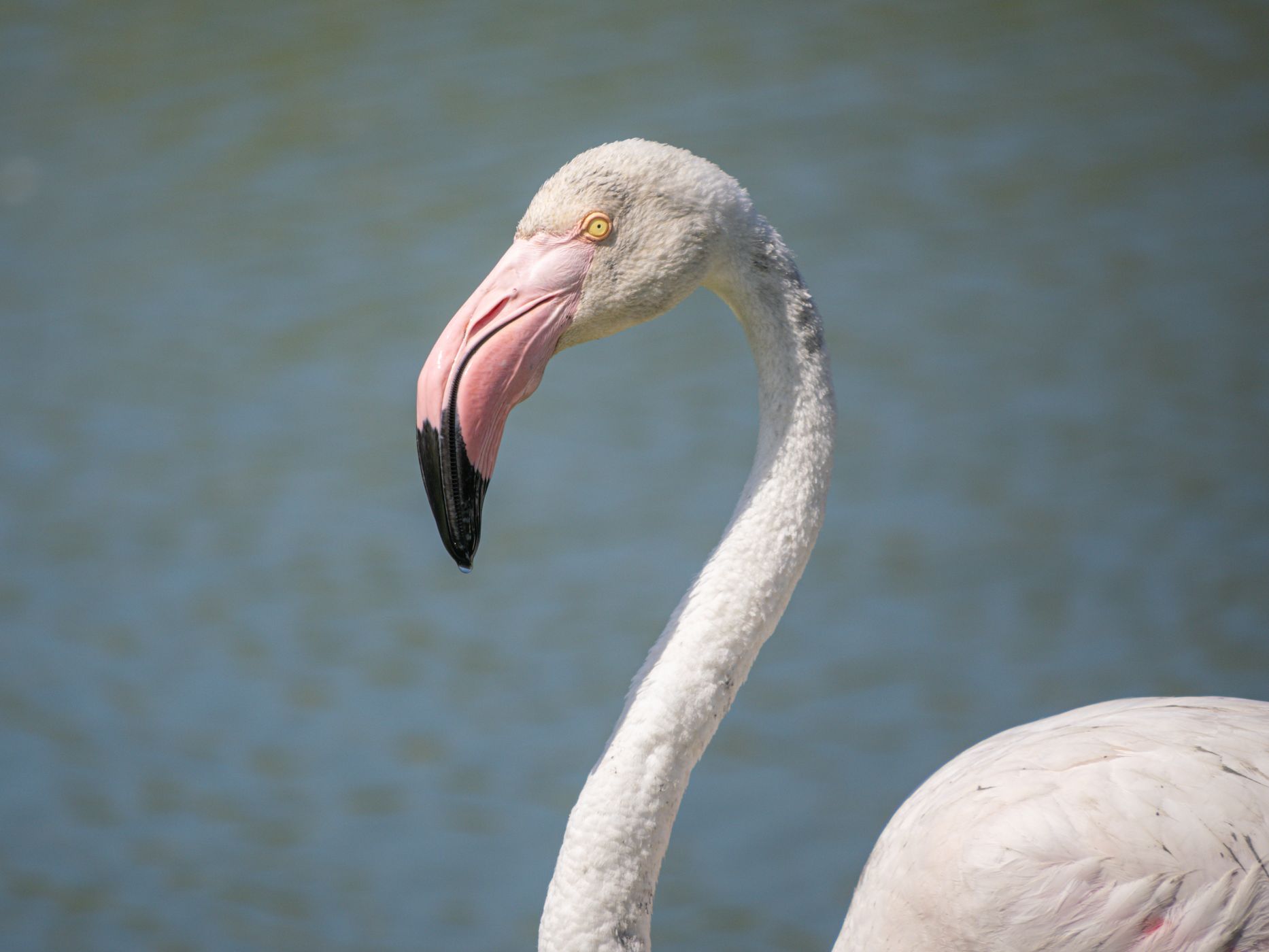 Parc Ornithologique du Pont de Gau, France
