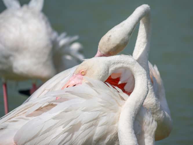 Parc Ornithologique du Pont de Gau