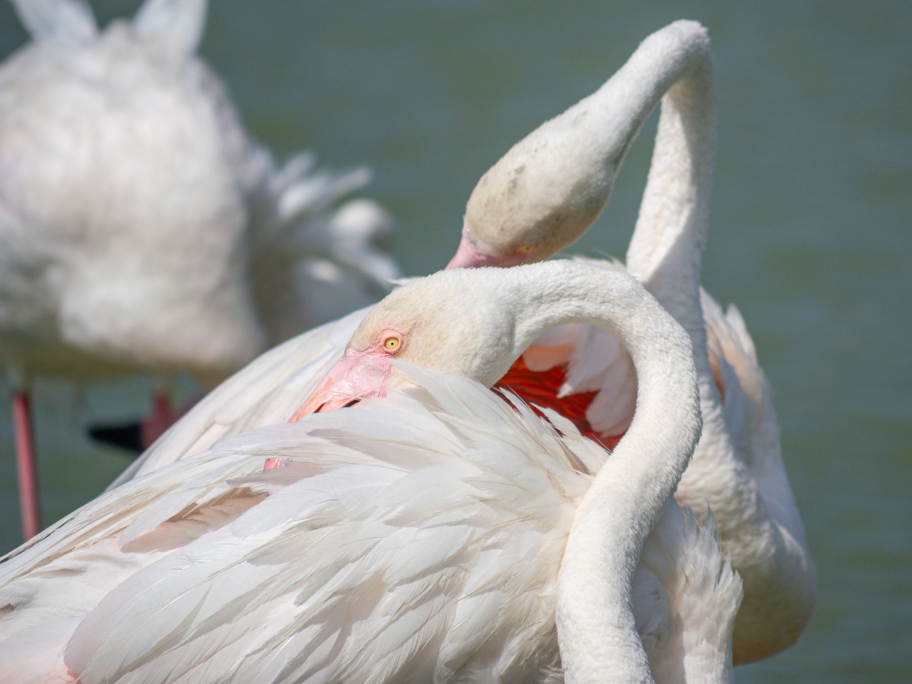 Parc Ornithologique du Pont de Gau, France