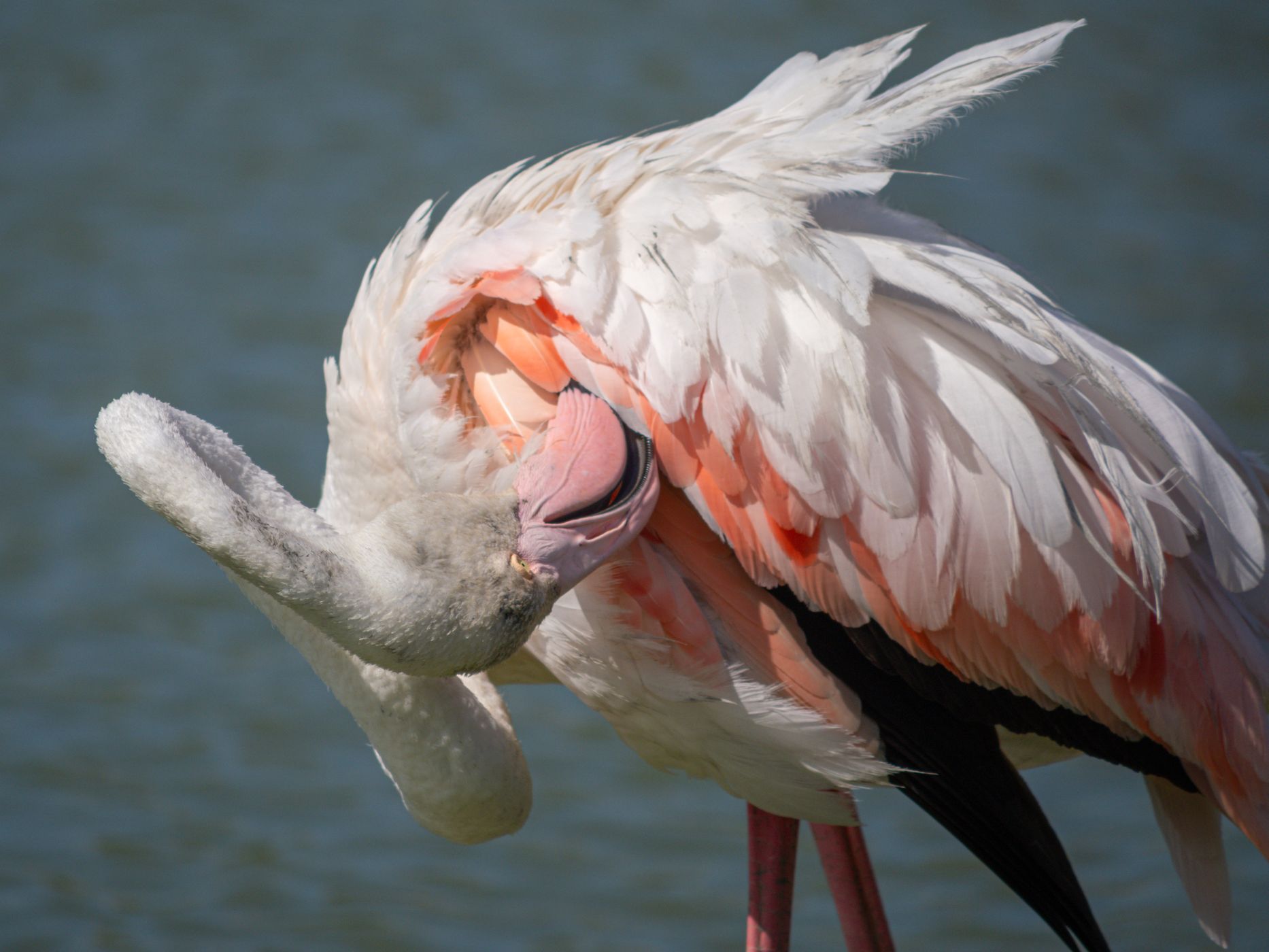 Parc Ornithologique du Pont de Gau, France