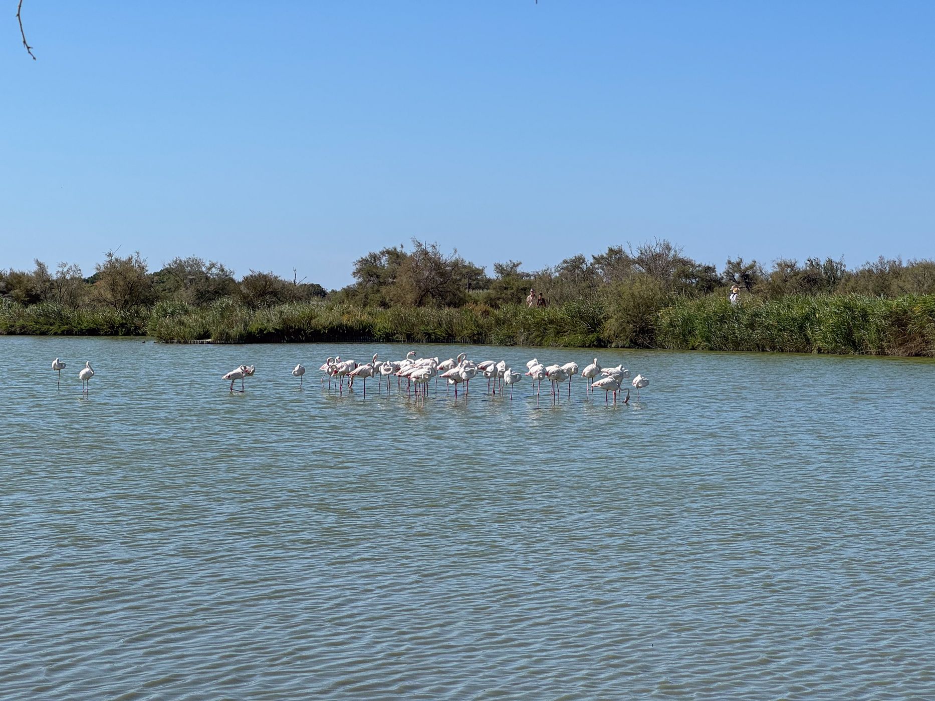 Parc Ornithologique du Pont de Gau, France