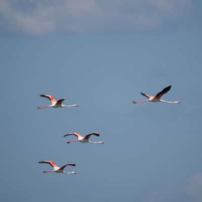 Parc Ornithologique du Pont de Gau, France
