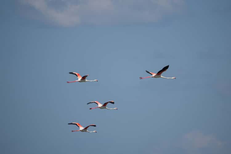 Parc Ornithologique du Pont de Gau