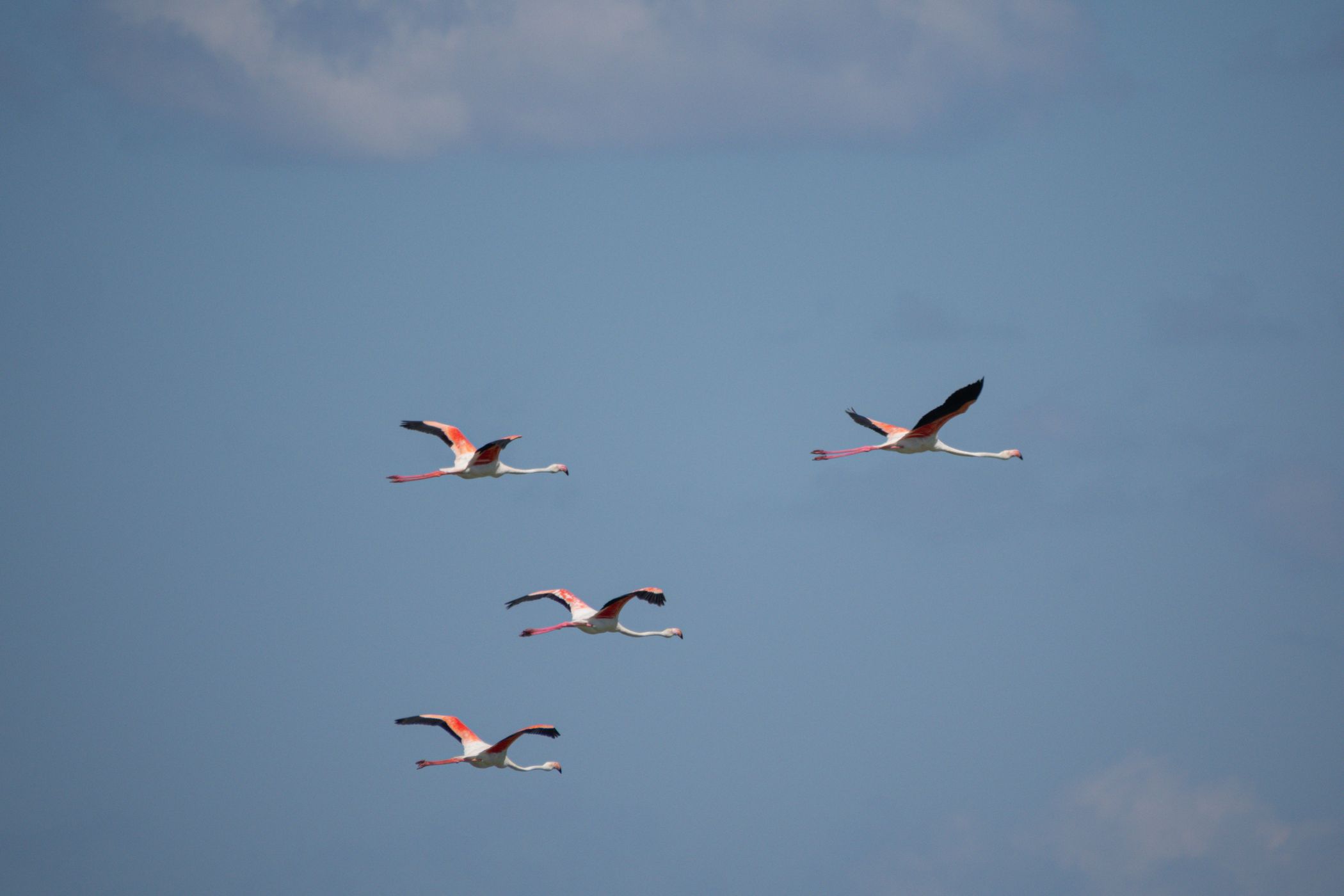 Parc Ornithologique du Pont de Gau, France