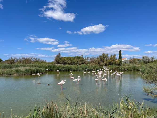 Parc Ornithologique du Pont de Gau