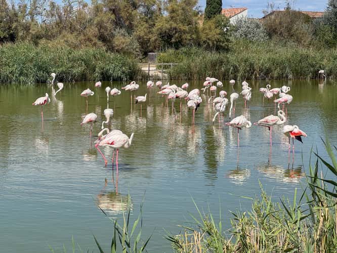 Parc Ornithologique du Pont de Gau