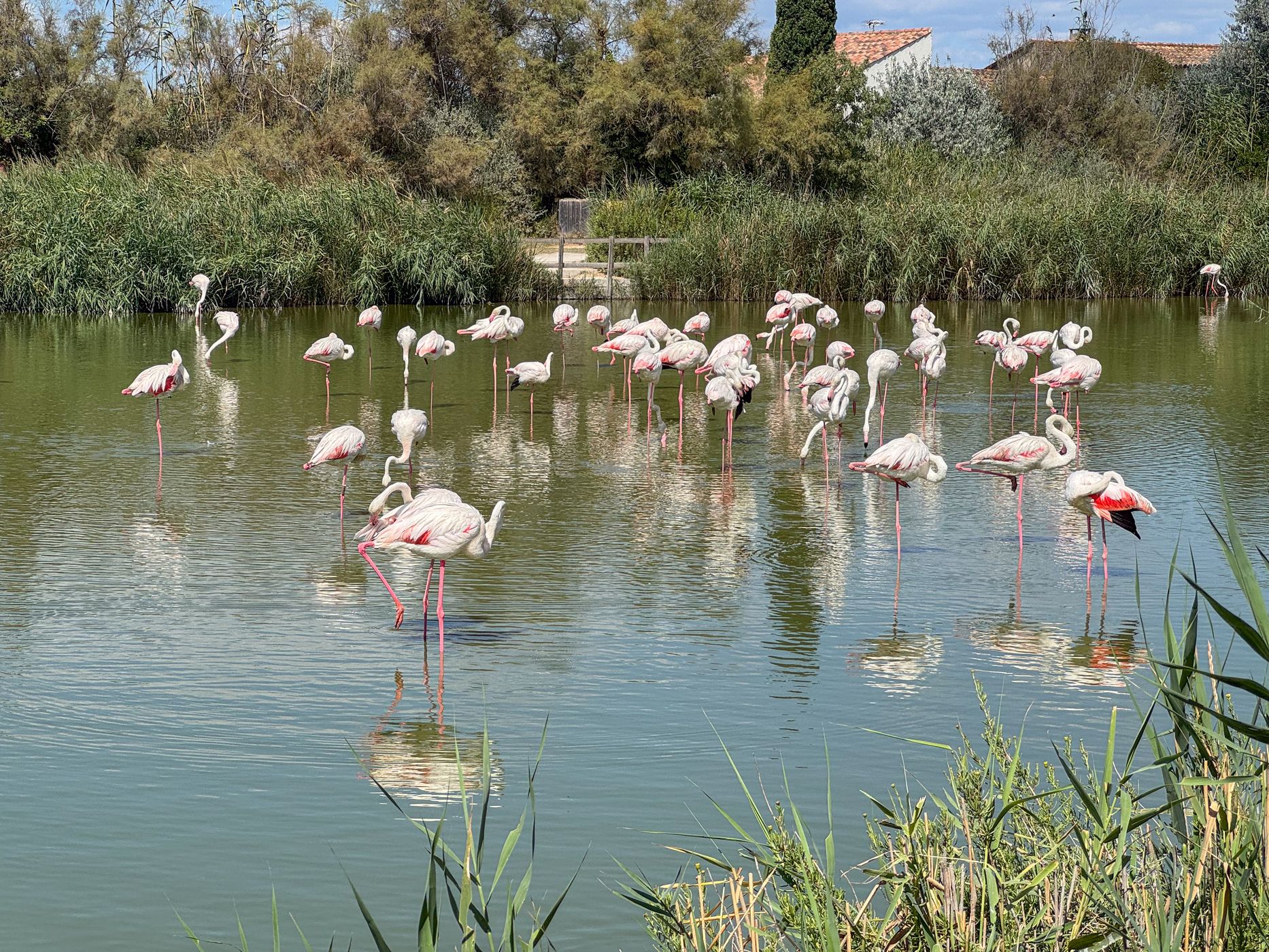 Parc Ornithologique du Pont de Gau, France