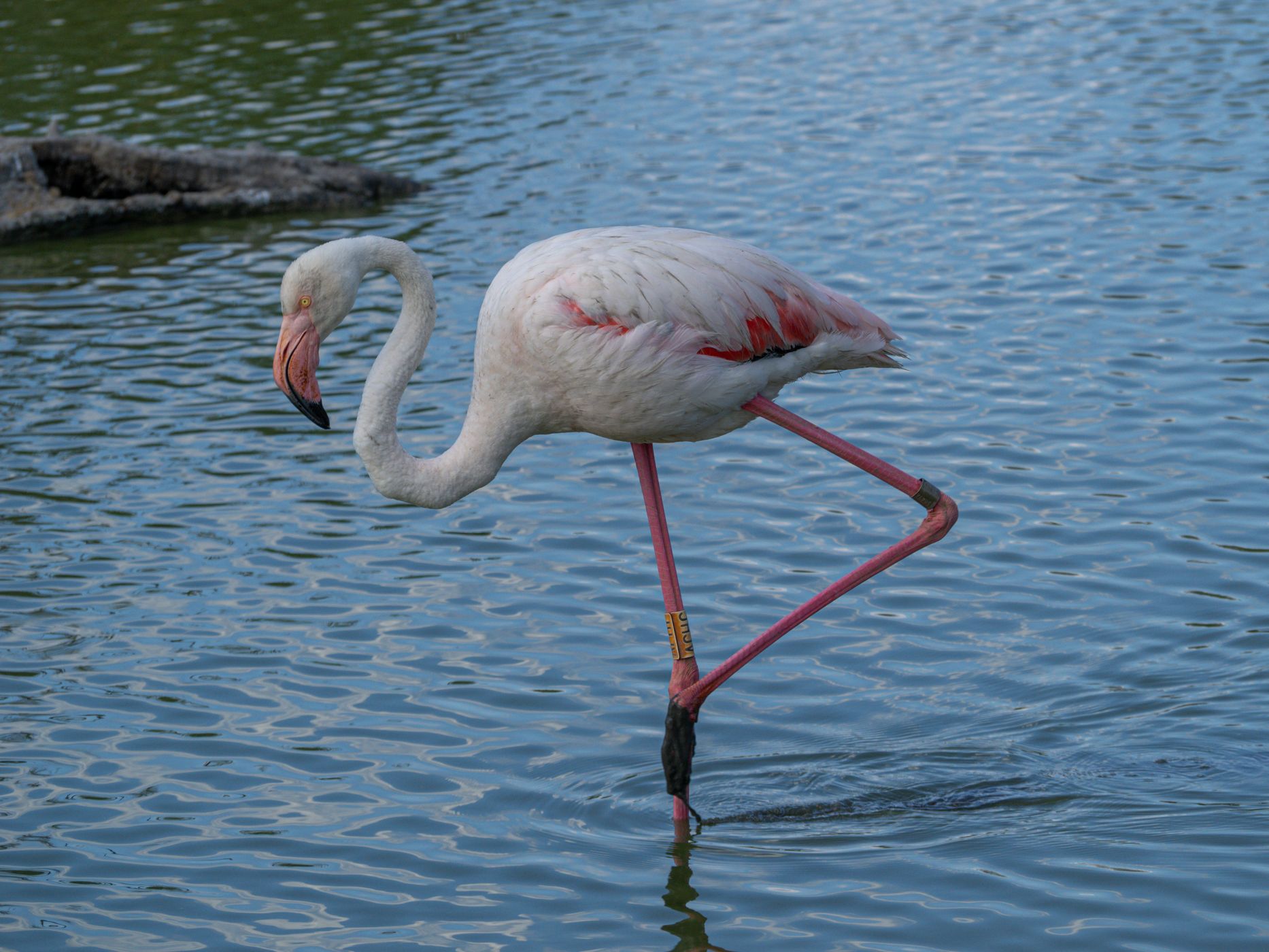 Parc Ornithologique du Pont de Gau, France