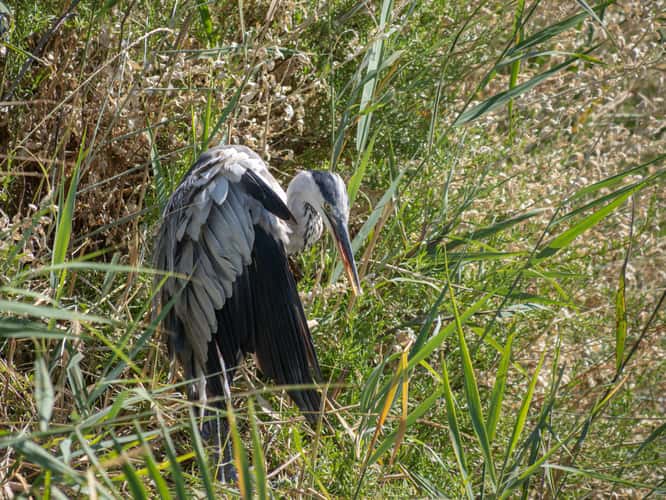 Parc Ornithologique du Pont de Gau