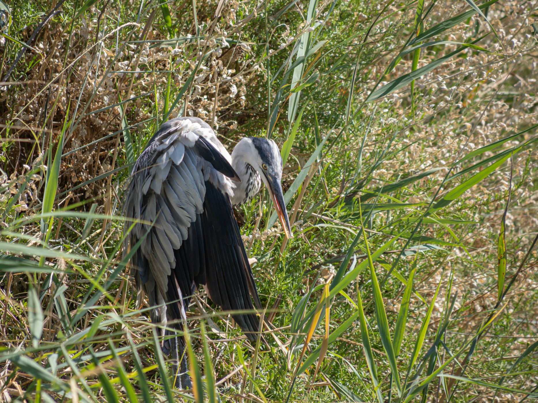 Parc Ornithologique du Pont de Gau, France