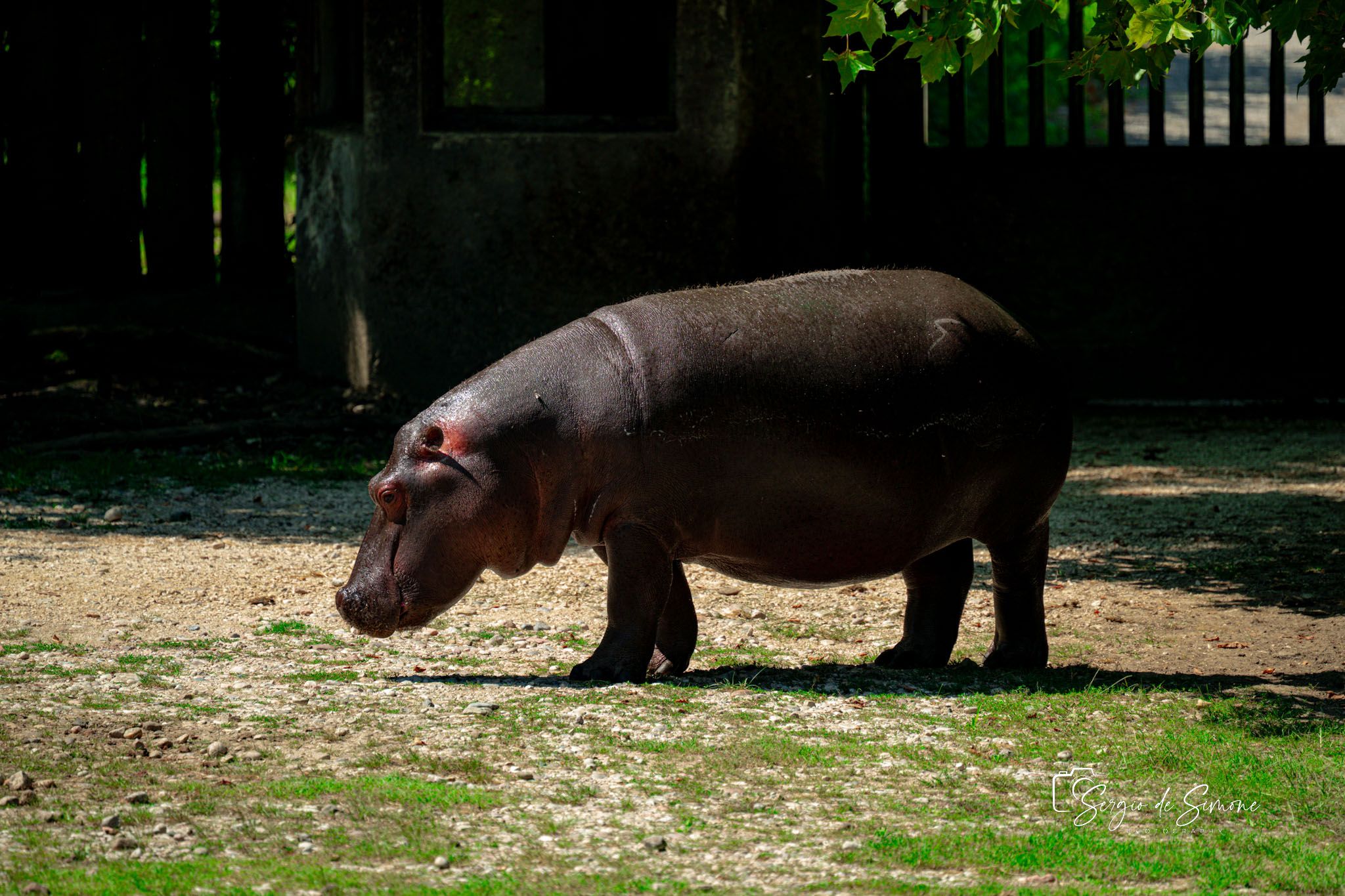 Parco Natura Viva, Italy
