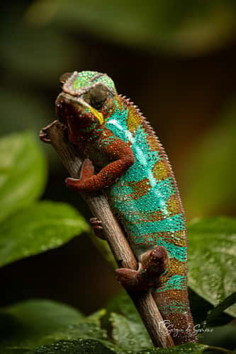 Parco Natura Viva