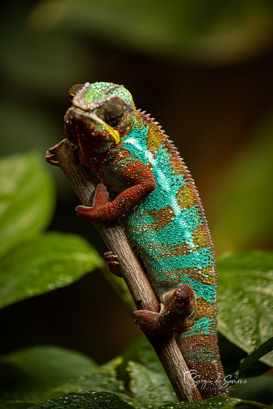 Parco Natura Viva, Italy