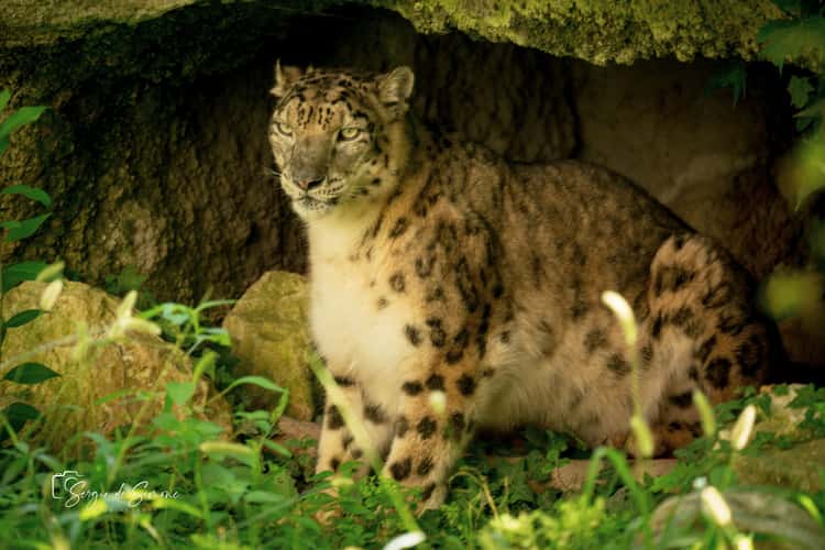 Parco Natura Viva