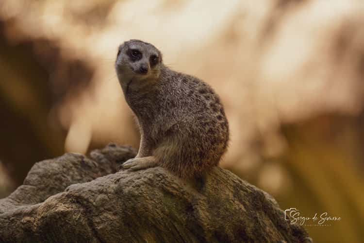 Parco Natura Viva
