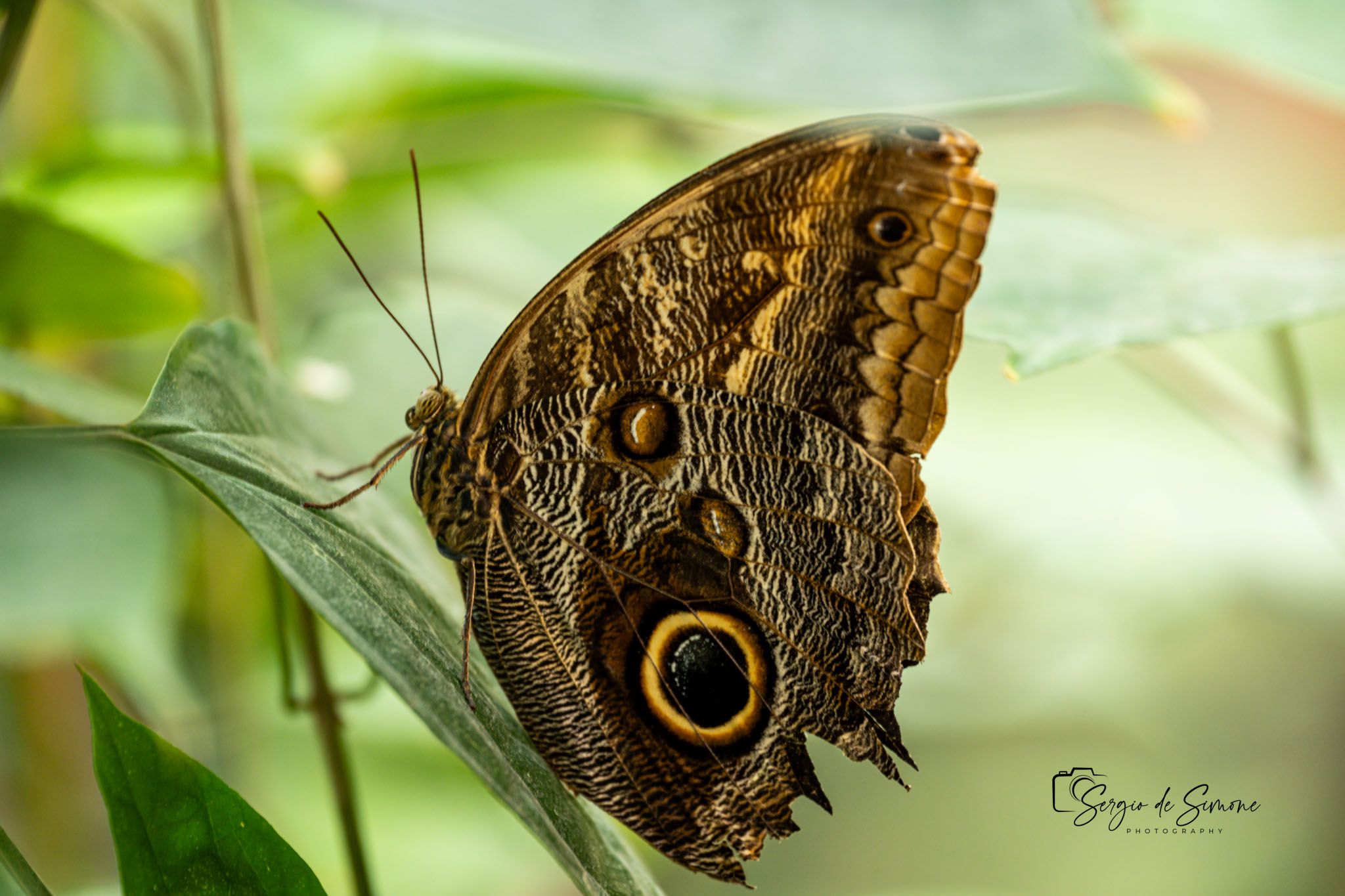 Parco Natura Viva, Italy