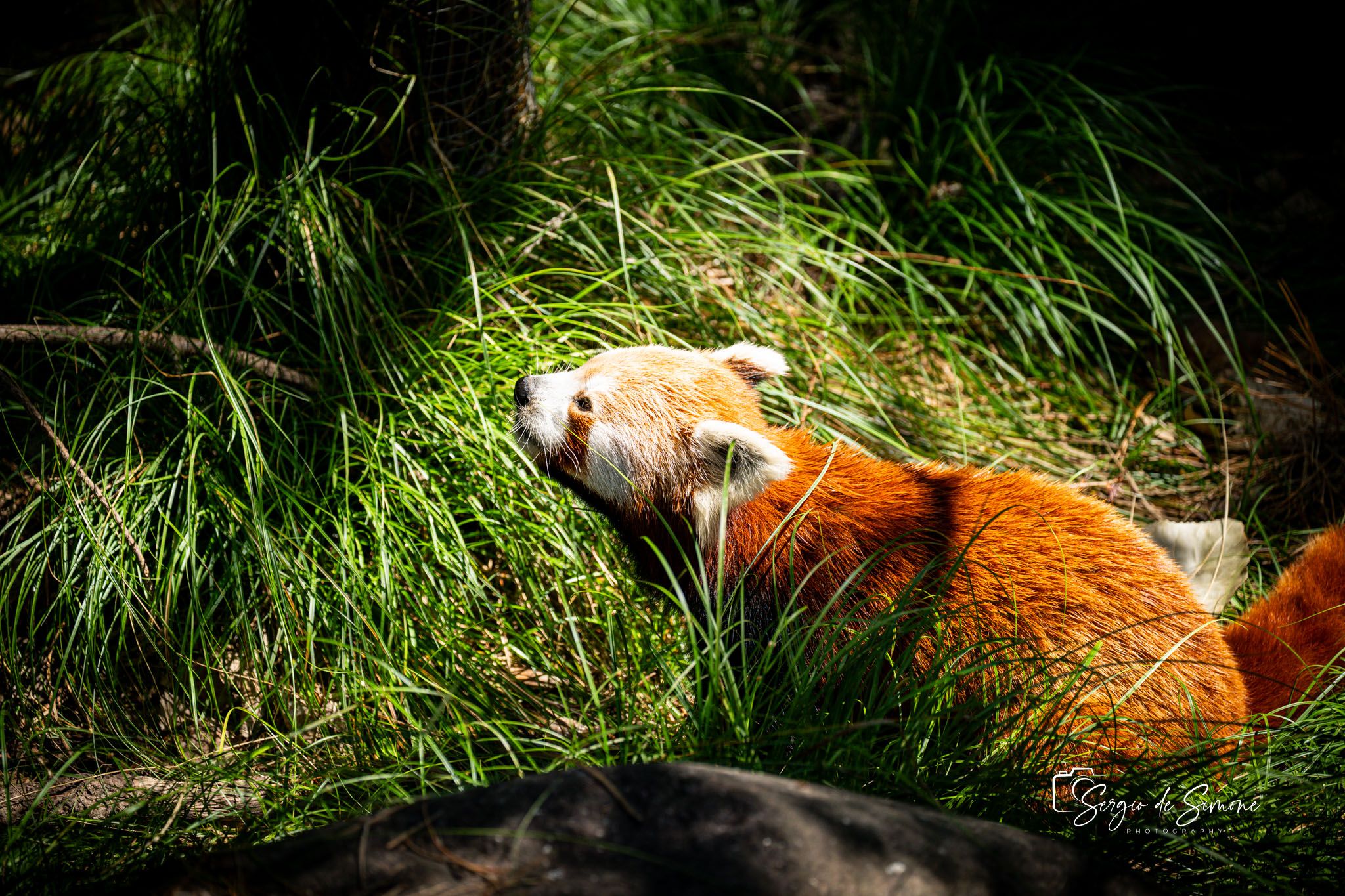 Parco Natura Viva, Italy