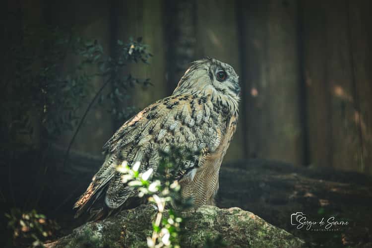 Parco Natura Viva