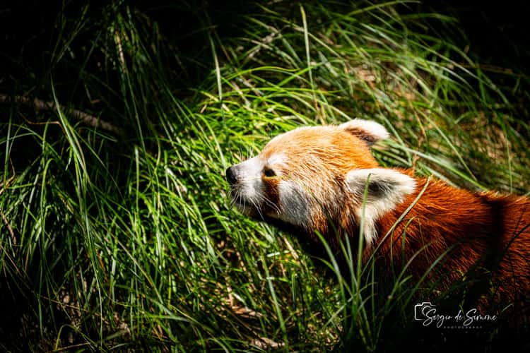 Parco Natura Viva