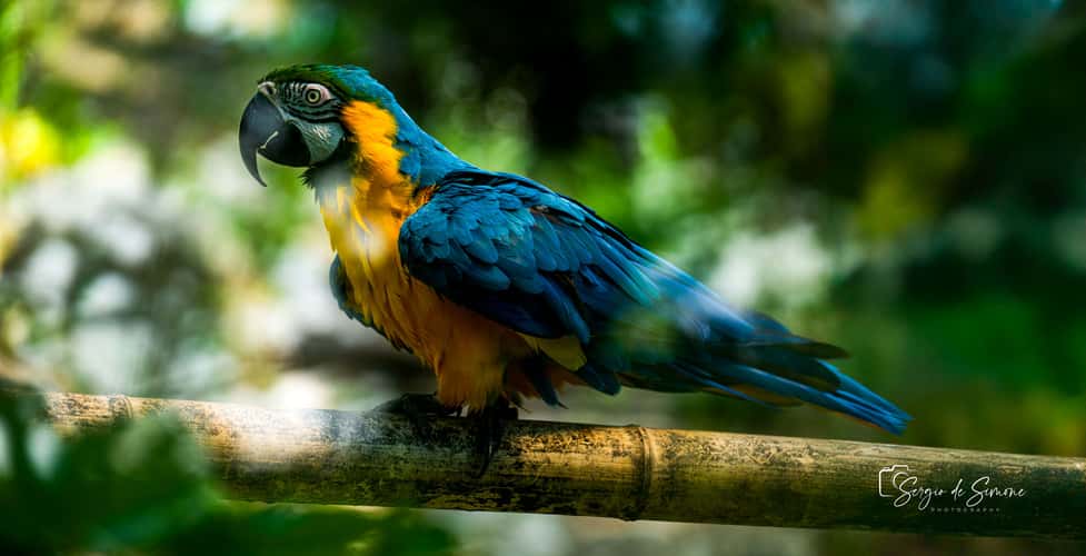 Parco Natura Viva