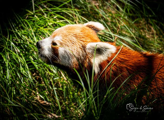 Parco Natura Viva