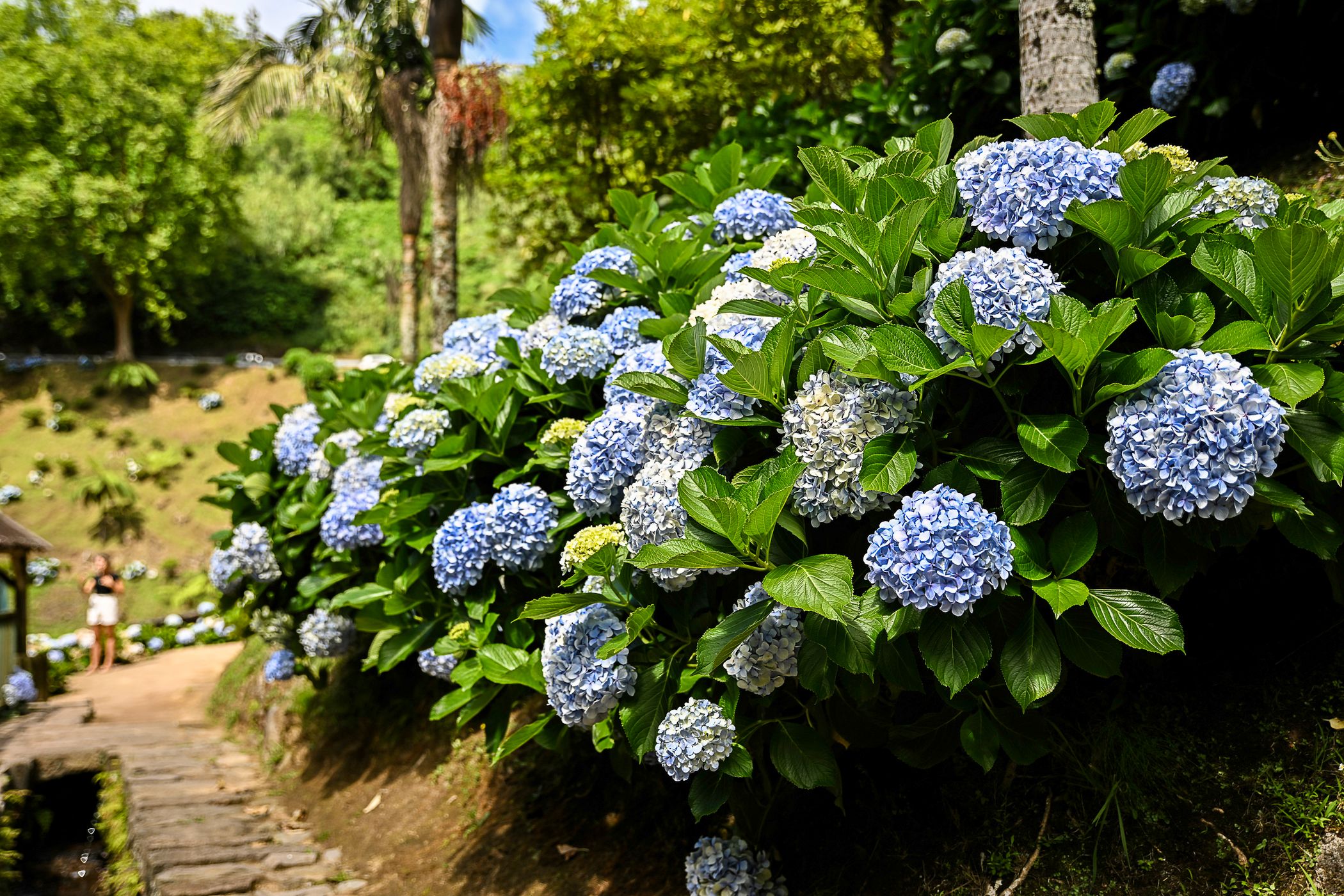 Parque Natural Ribeira dos Caldeirões, Portugal
