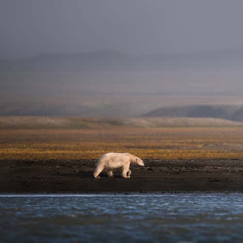 Polar Bear Hassensteinbukta