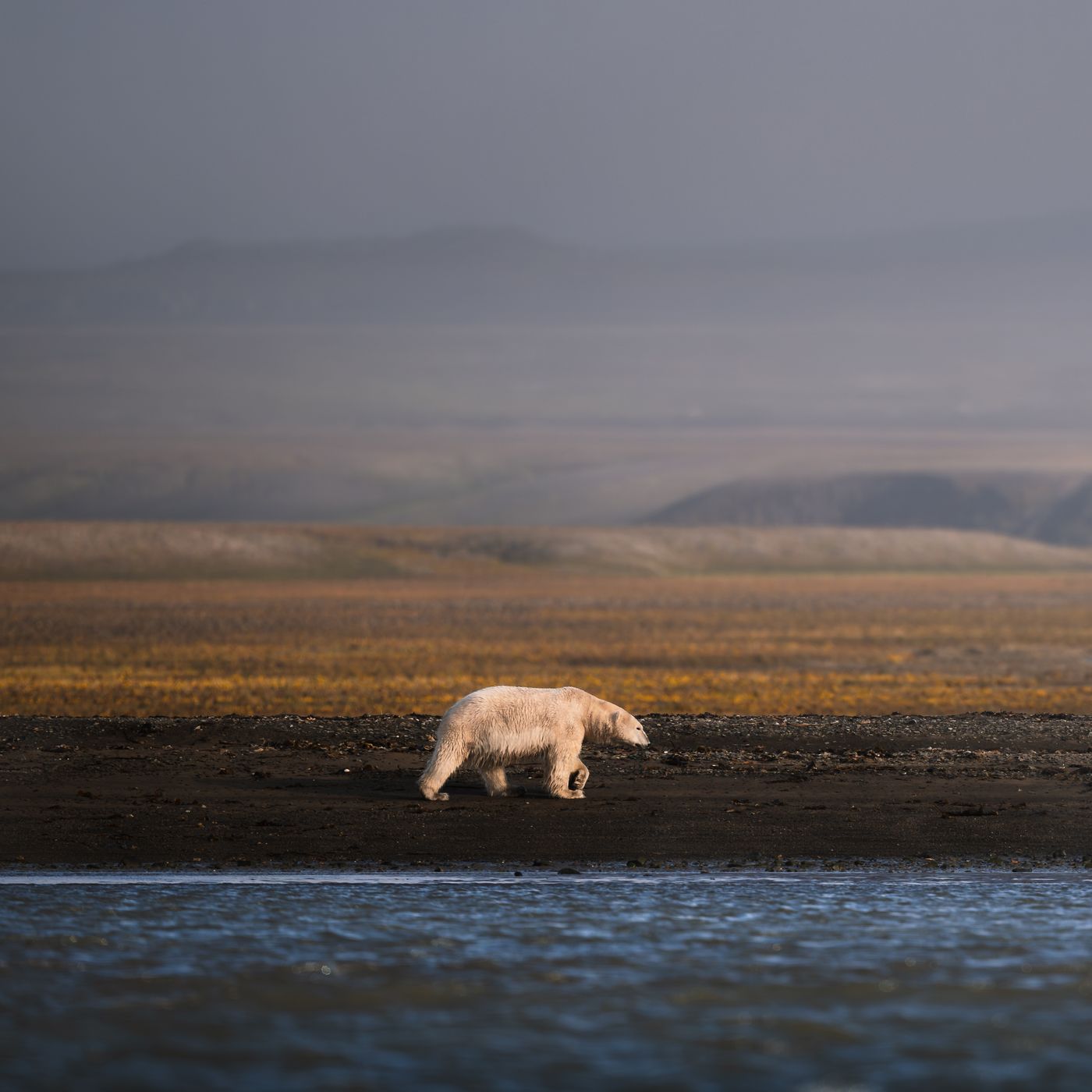 Polar Bear Hassensteinbukta, Svalbard & Jan Mayen Islands
