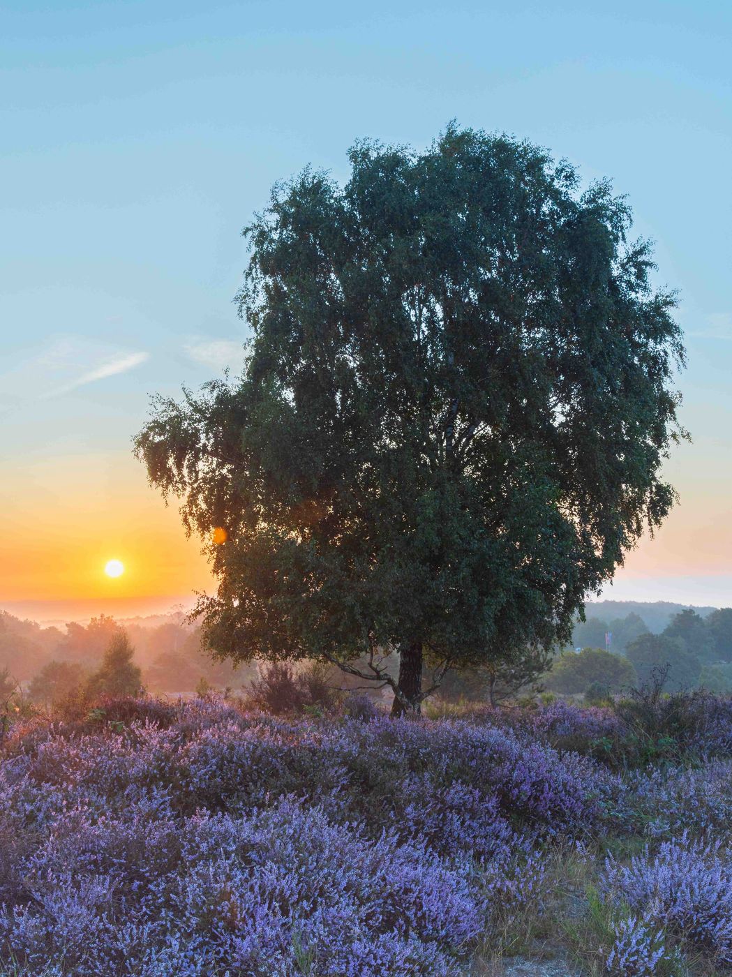 Purple hiking route, first hill up, Netherlands