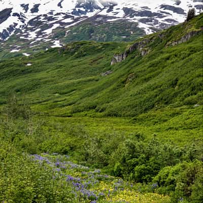 Richardson Highway Wildflower, USA