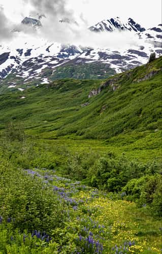 Richardson Highway Wildflower