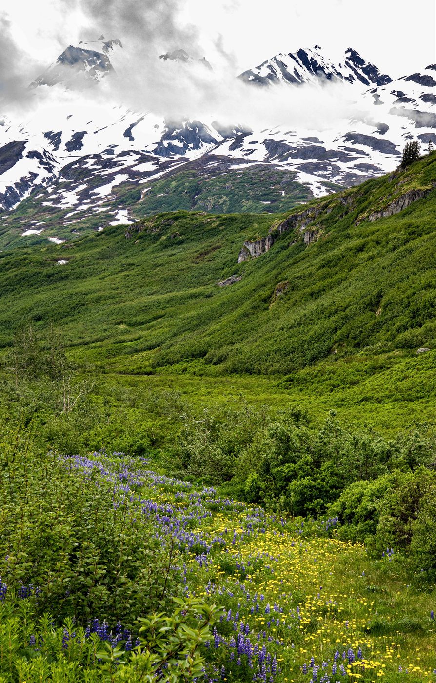 Richardson Highway Wildflower, USA