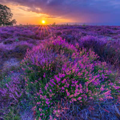 Roden's Bottom, New Forest, United Kingdom
