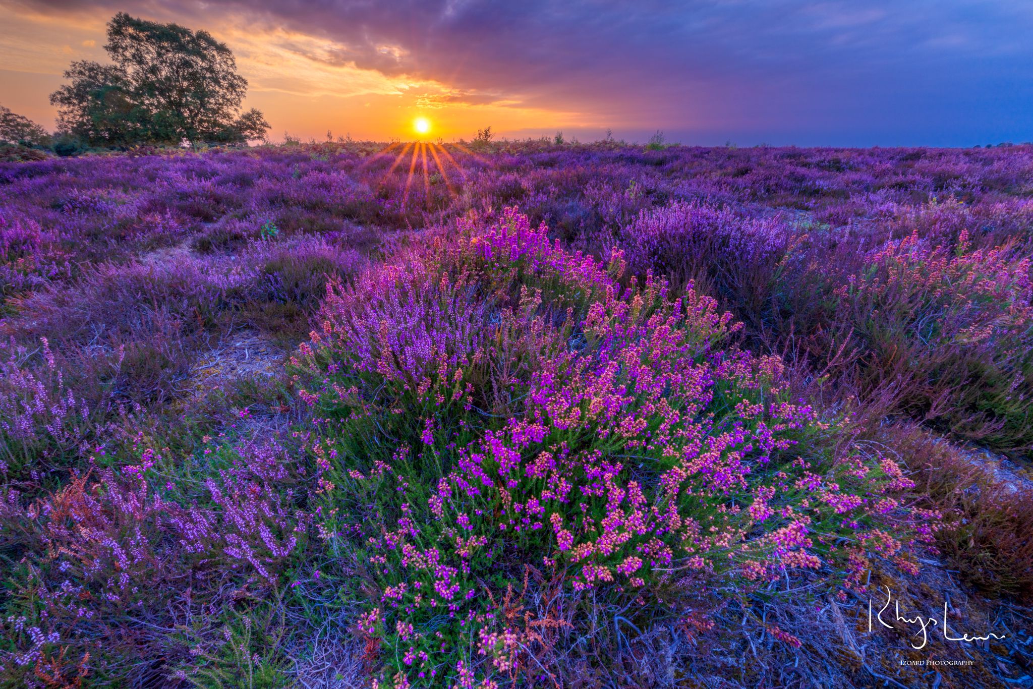 Roden's Bottom, New Forest, United Kingdom