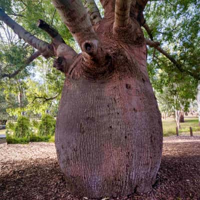 Roma's Largest Bottle  Tree, Roma, Queensland, Australia