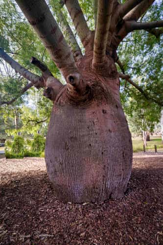 Roma's Largest Bottle  Tree, Roma, Queensland