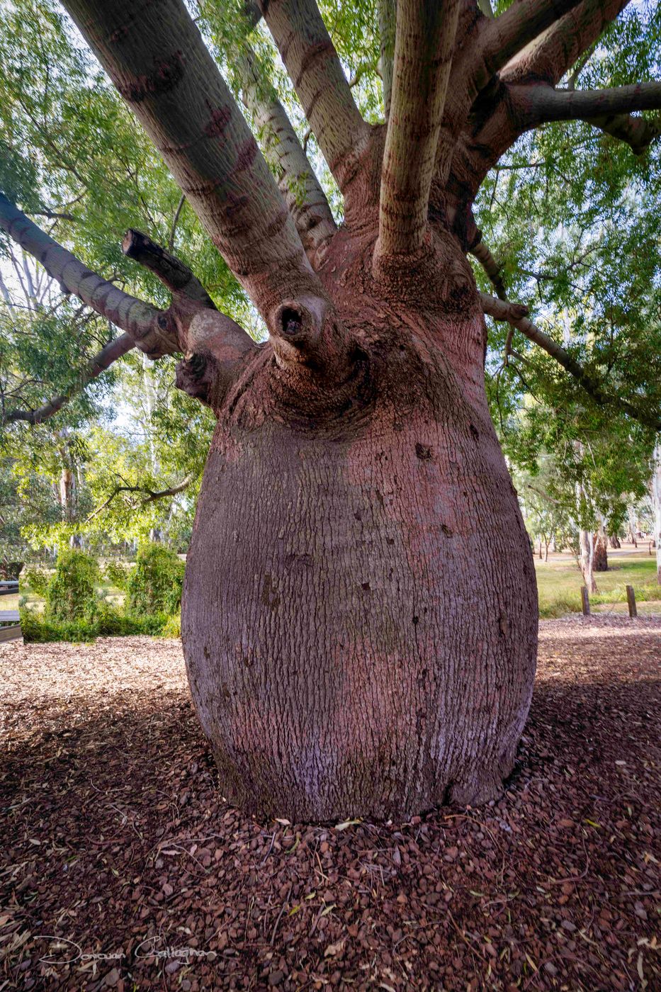 Roma's Largest Bottle  Tree, Roma, Queensland, Australia