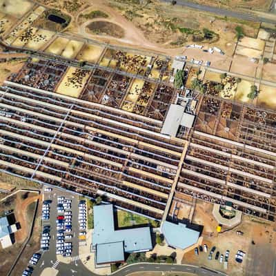 Sale Yards, Roma, Queensland, Australia