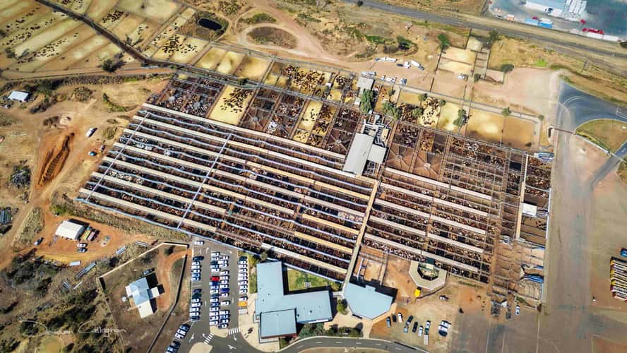 Sale Yards, Roma, Queensland