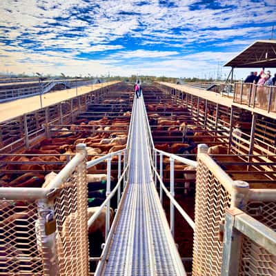 sale yards Roma, Queensland, Australia