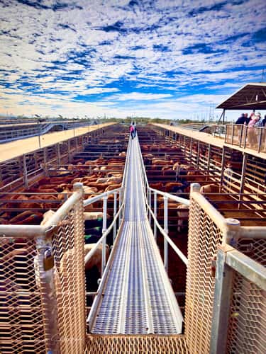 sale yards Roma, Queensland