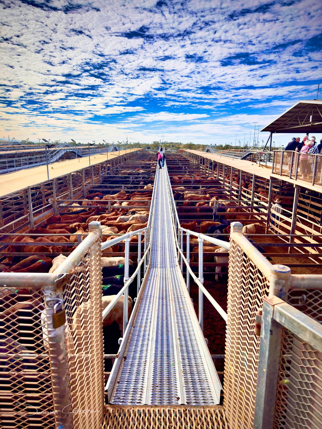 sale yards Roma, Queensland, Australia
