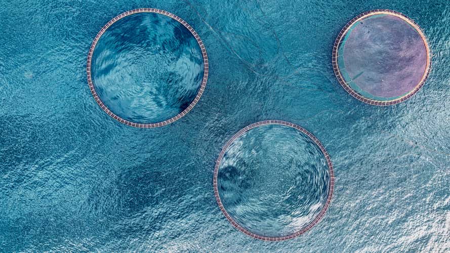 Sea cages
