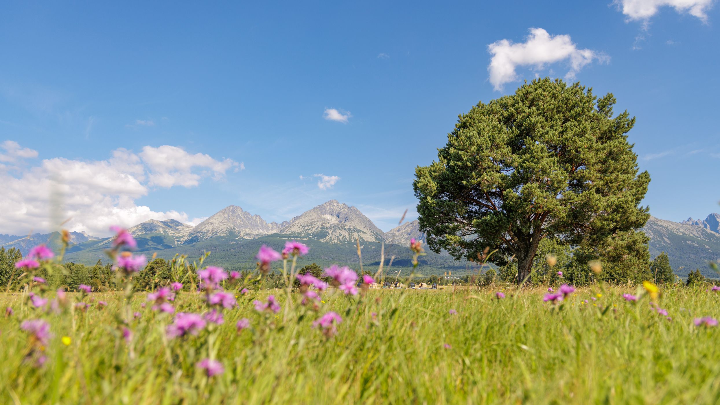 Standalone Pine Tree near Gerlachov Village, Slovakia (Slovak Republic)