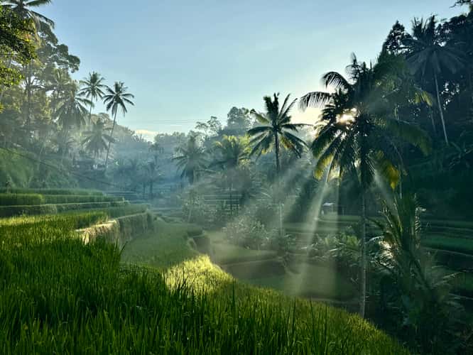Tegallalang Rice Terraces