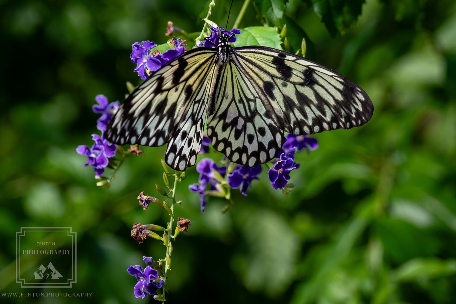The Butterfly Farm Aruba, Aruba