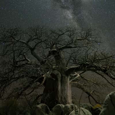 The Kubu Island Baobab Tree, Botswana