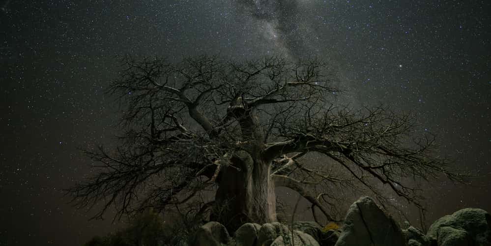 The Kubu Island Baobab Tree